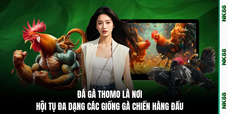 Đá gà Thomo là nơi hội tụ đa dạng các giống gà chiến hàng đầu 
